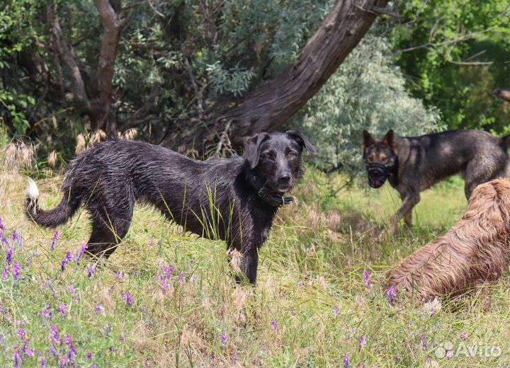 Собака в добрые руки