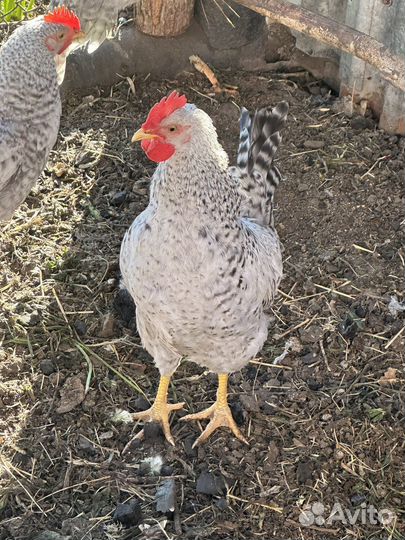 Молодые петухи