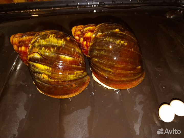 Улитки ахатины