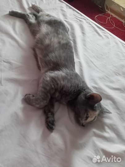 Кошка в дар бесплатно