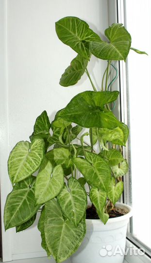 Сингониум White Butterfly (баттерфляй) - детка