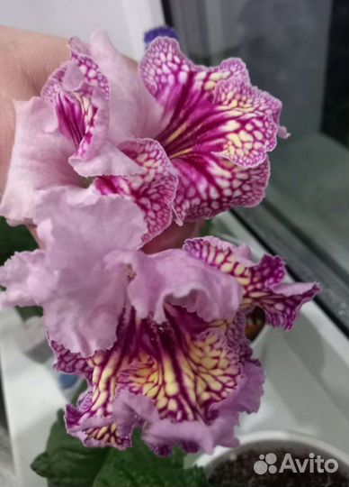 Стрептокарпусы