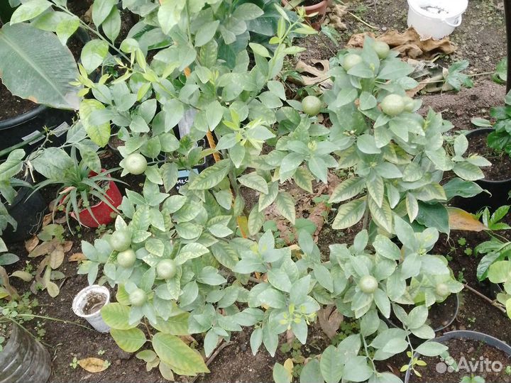 Черенки цитрусовых (можно с прививкой)