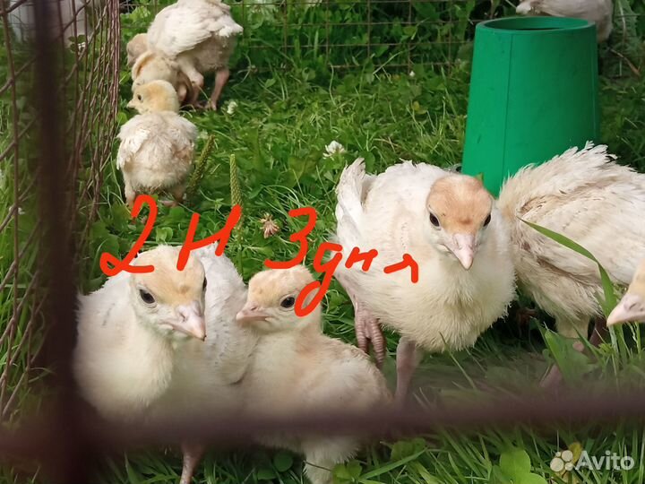 Индюшата до 20кг