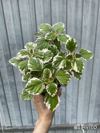 Плектрантус ампельный