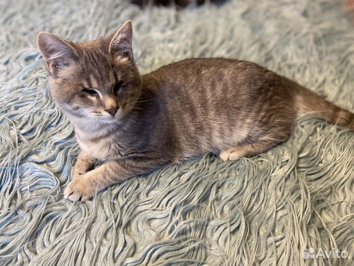 Котята ищут дом