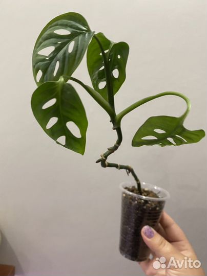 Монстера Манки маск