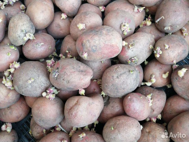 Семенной картофель
