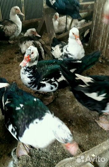 Утка мускусная, цесарка