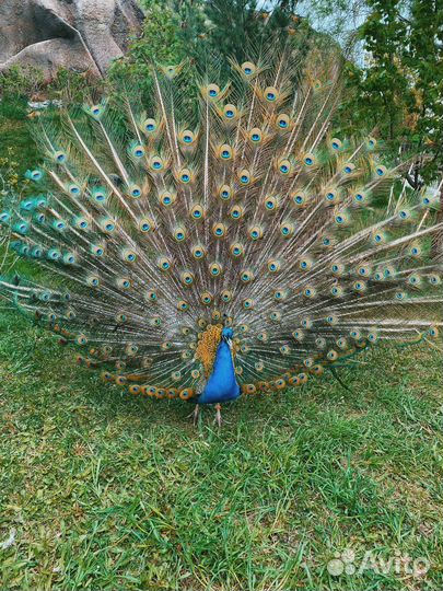 31авг24Иж Динопарк + Воткинские термы цо3086.02