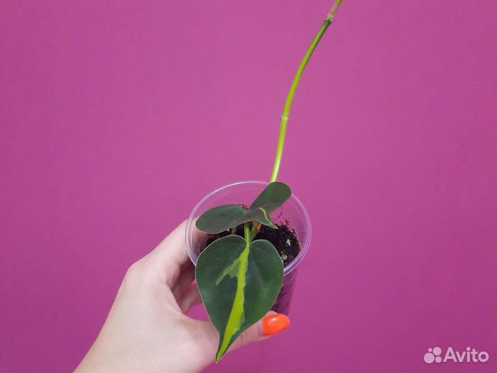 Филодендрон