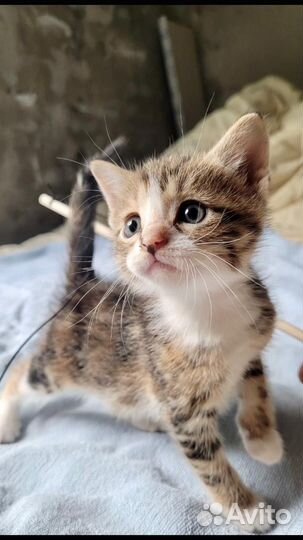 Кошка в дар бесплатно