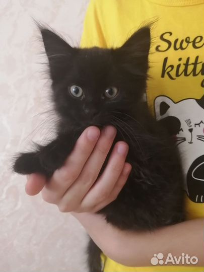 Отдам в добрые руки