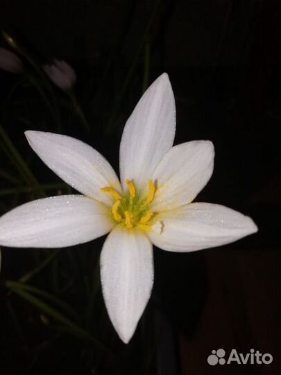 Зефирантес белый