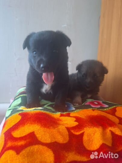 Щенки в добрые руки