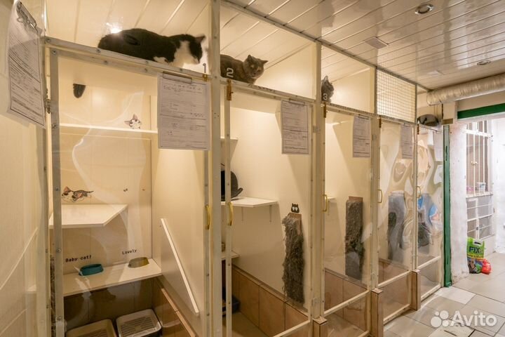 Зооотель передержка для кошек и маленьких собак