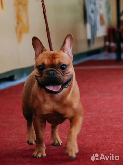 Французский бульдог кабель вязка