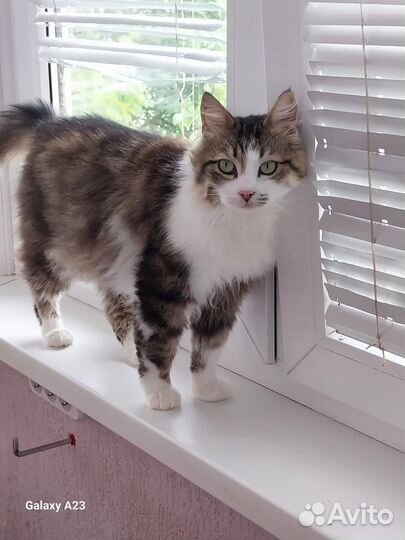 Кот в добрые руки