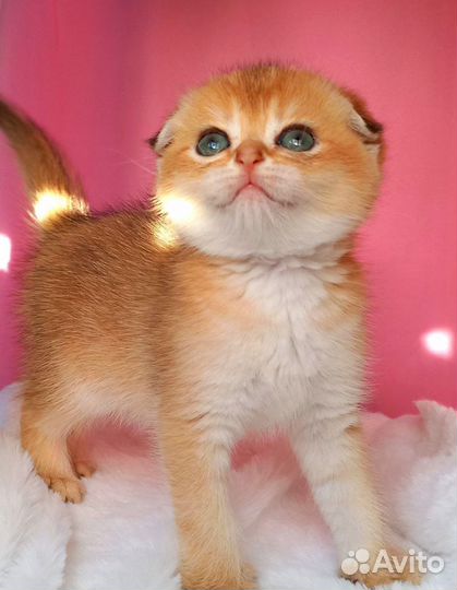 Шотландская вислоухая золотая шиншилла