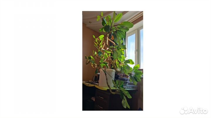 Молочай ребристо гребенчатый (беложилковый), 1,3м