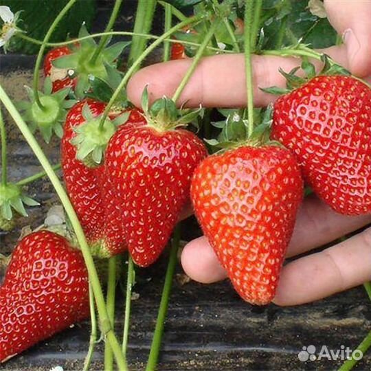 Саженцы клубники