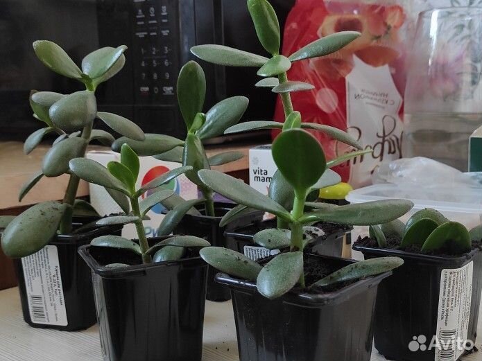 Денежное дерево красула Толстянка