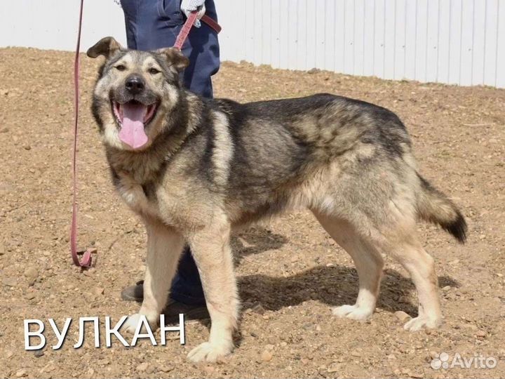 Всем на свете нужен дом