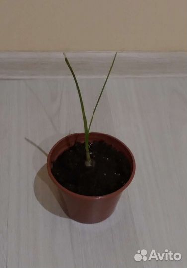 Индийский лук