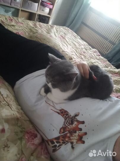Британский кот