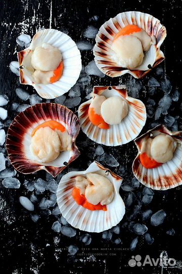 Морской гребешок крупный на створке