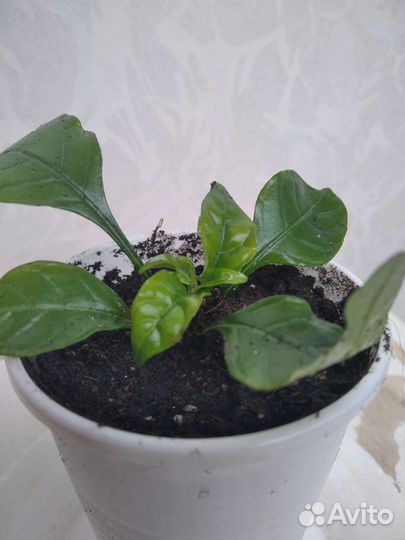 Красандра, якобиния