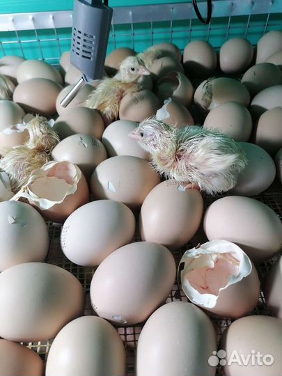 Цыплята суточные