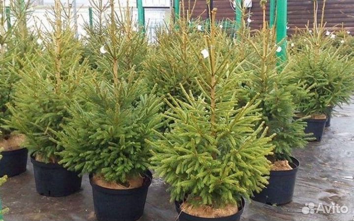 Ёлки премиум до 10м