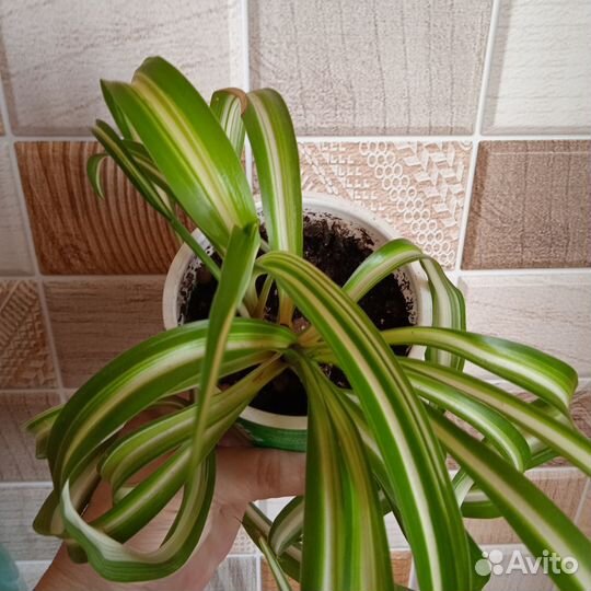 Хлорофитум хохлатый, кудрявый