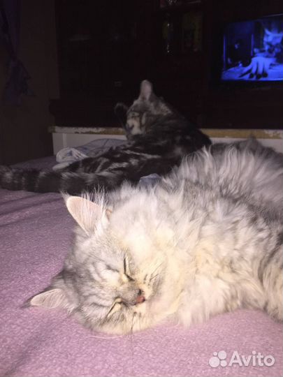 Кот кошка