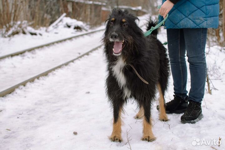 Очаровательный Балу ищет дом