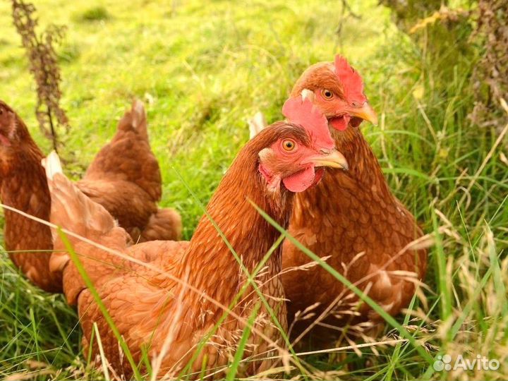 Куры несушки Кросс Коралл порода