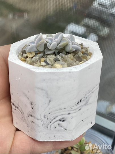 Суккуленты