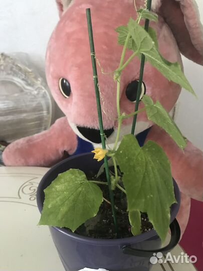 Семена огурцов поштучно