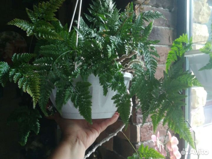 Папоротник Давалия (Паучьи Лапки)