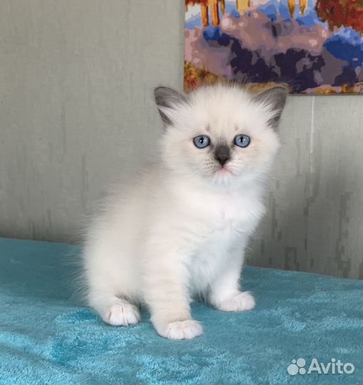 Котята сибирские невские маскарадные