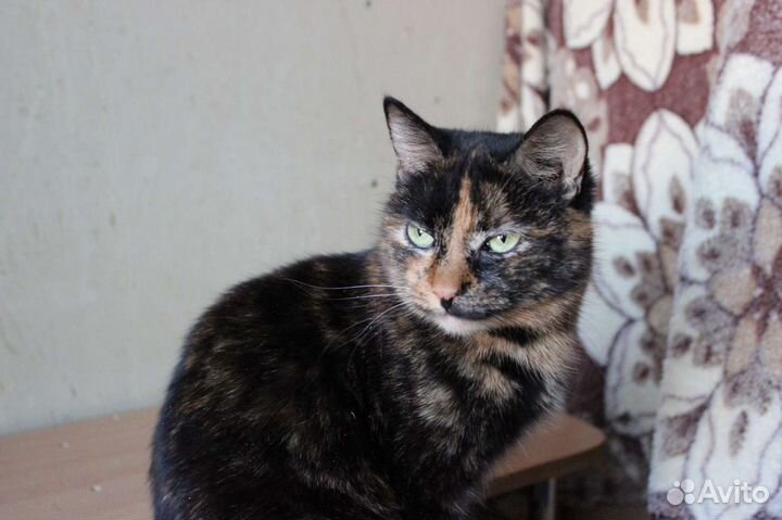 Кошка Буратинка