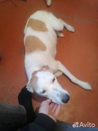 Помесь питбуля