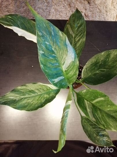 Спацифиллум Домино