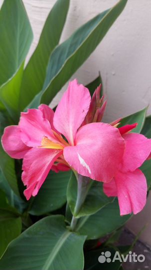 Сортовая канна