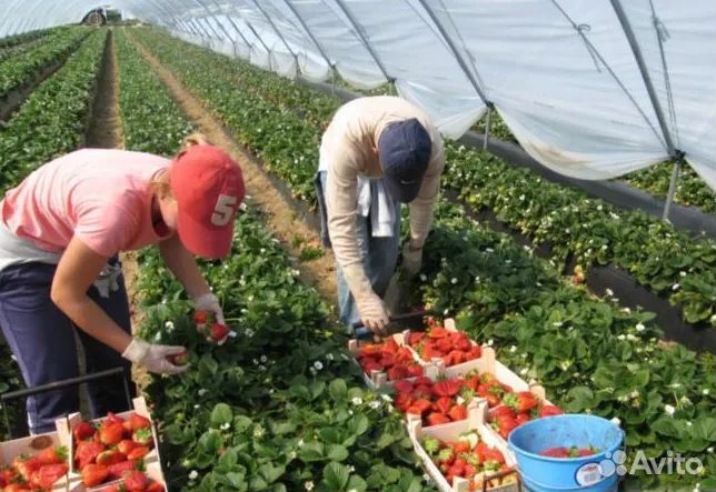 Сборщик на теплицы :т01