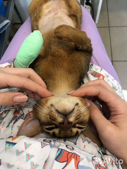 Передержка животных