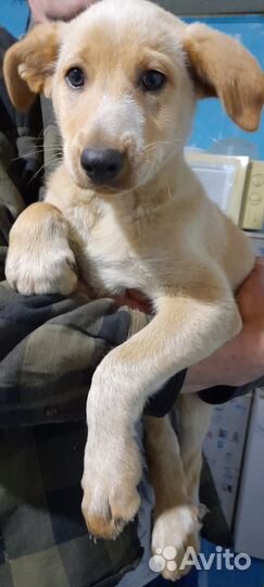 В добрые руки