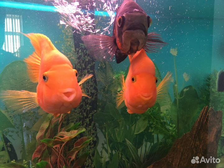 Обслуживание, установка, перевозка аквариума