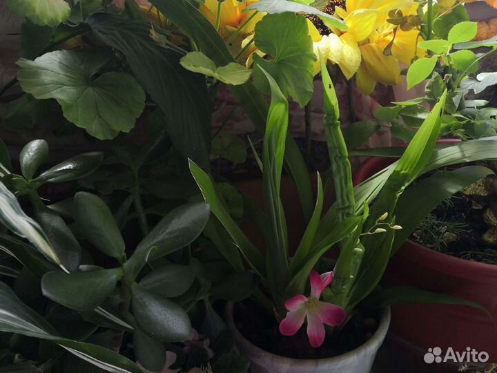 Комнатные растения цветы большие